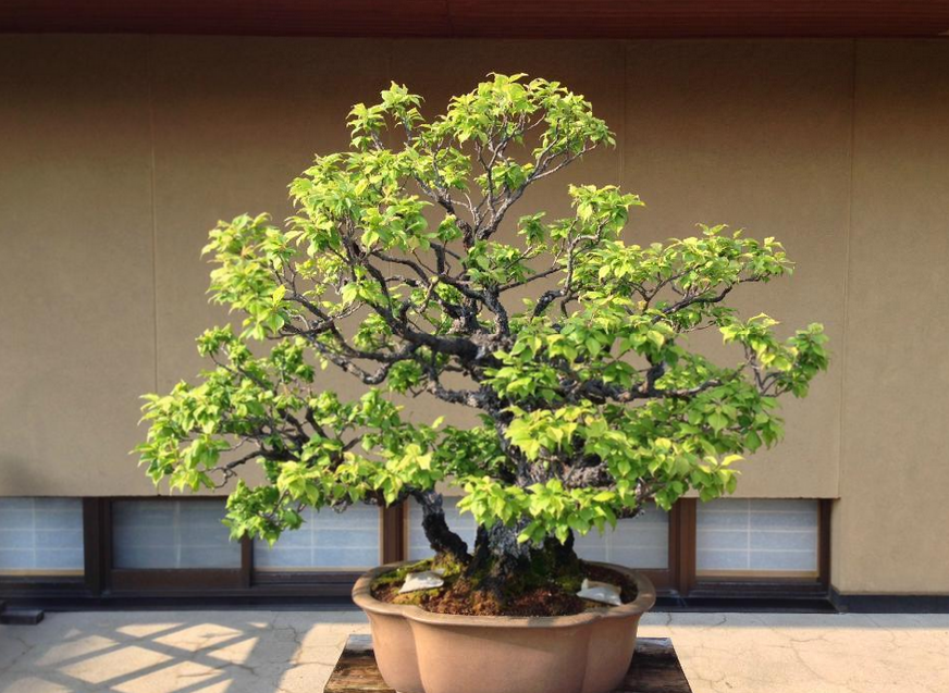 東京 春花園 Bonsai 美術館 評判 案内 トリップドットコム