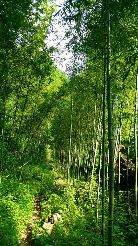 天目山景區