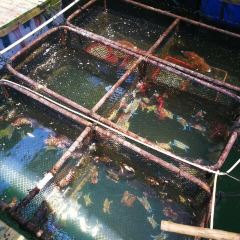 博鼇亞洲論壇大酒店怡景西餐廳張用戶圖片