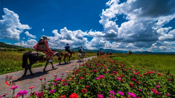 Lijiang Private Guided Day Tour Jinsha River Tiger Leaping Gorge Lashihai Ancient Tea Horse Trail Lashihai Wetland Park