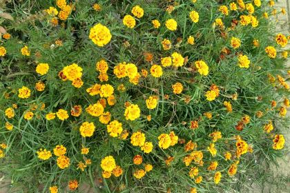 JI XIANG HUN TUN YI XUE YUAN DIAN