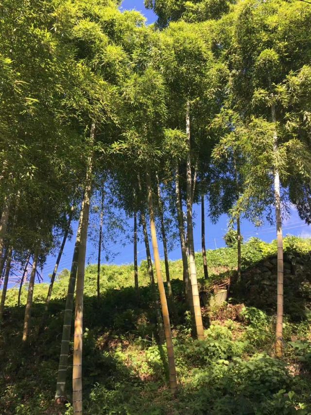 Tsumago Attractions Kiso District Travel Review Travel Guide Trip Com