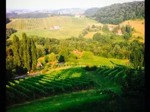 Weingut Elsnegg