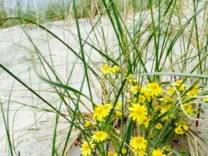 Strandperle