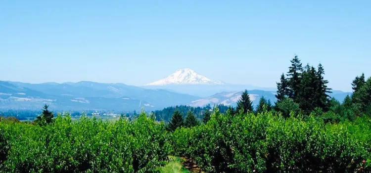 Packer Orchards and Bakery