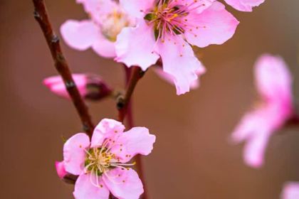 必胜客(黄河路店)