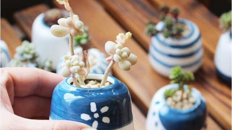 KEN DE JI XIN CHENG CAN TING