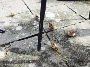 Schweizerkonditoriet