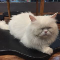 Cat 'n' A Cup Cat Cafe張用戶圖片