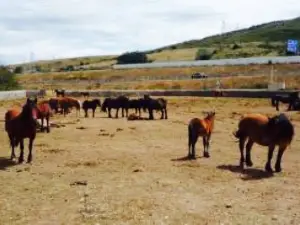 Meson Las Lanzas cantabria