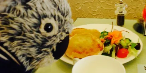 Lewis & Cooper Tearooms