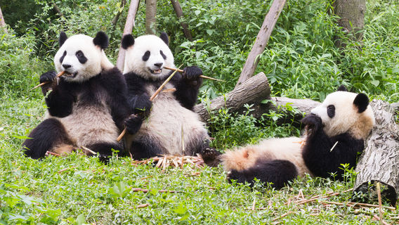 ChengduTour giornalieri