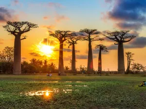 Allée des Baobabs