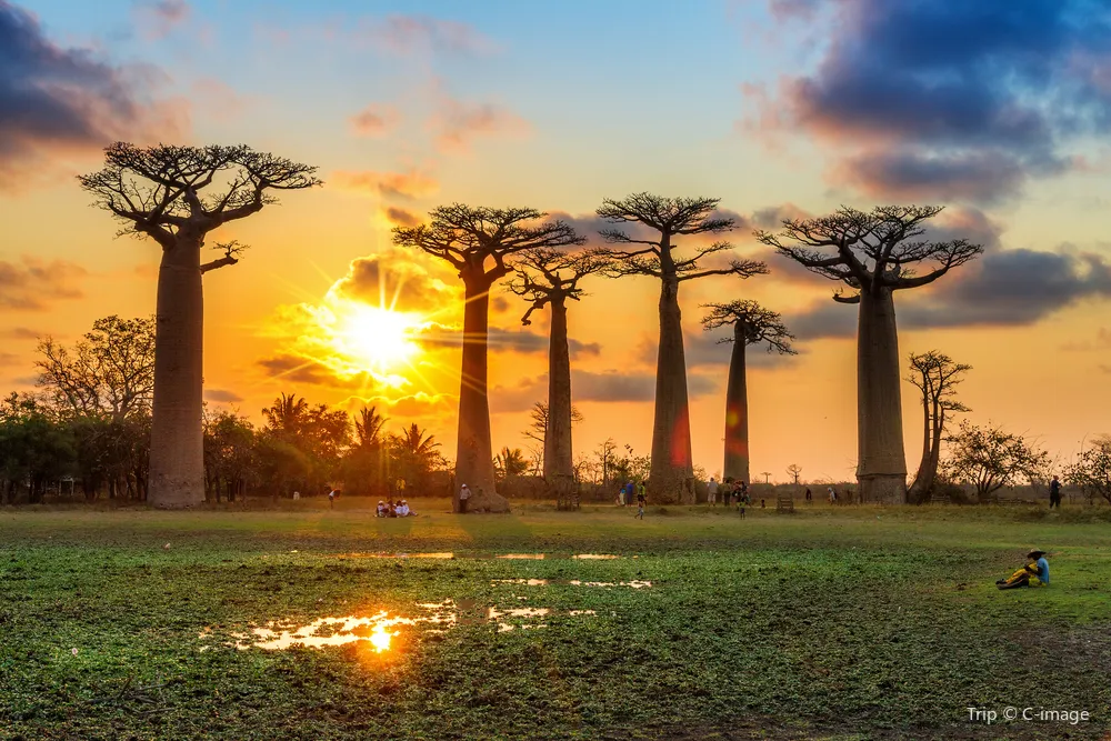 3_Avenue of the Baobabs