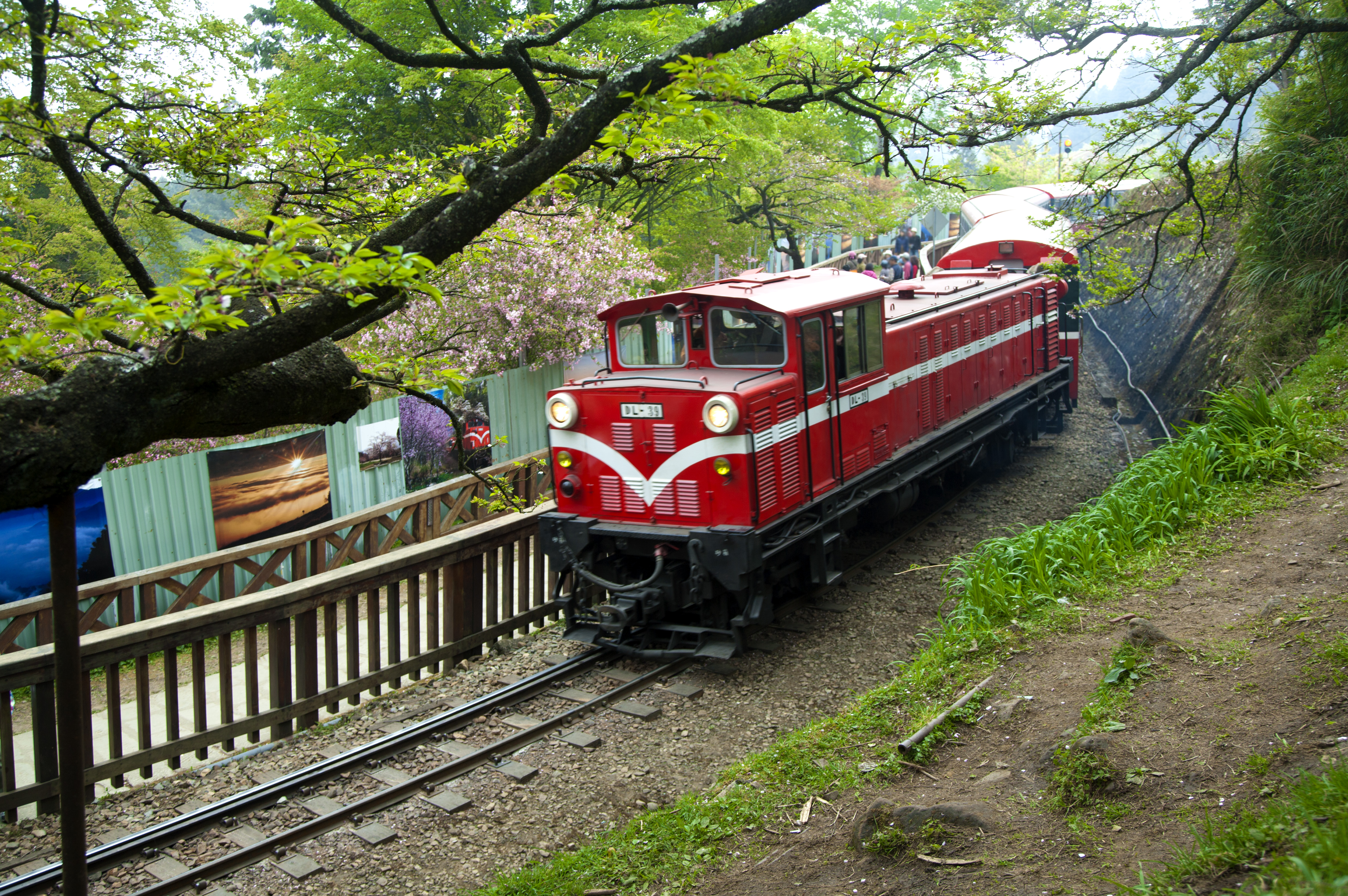 阿里山國家森林遊樂區