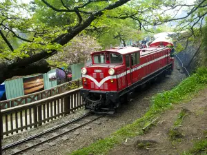 阿里山國家森林遊樂區