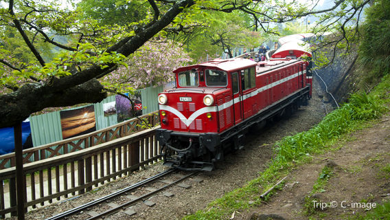 Alishan National Forest Recreation Area