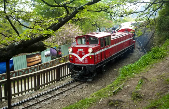 阿里山國家森林遊樂區門票（僅限台灣居民）成人（台灣居民）
