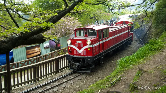 1_阿里山國家森林遊樂區