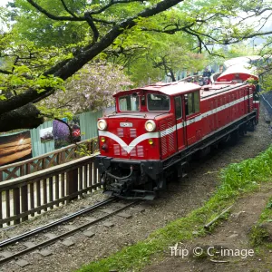 阿里山國家森林遊樂區