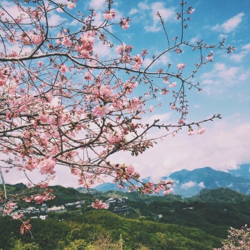 嘉義縣熱門賞花踏青景點