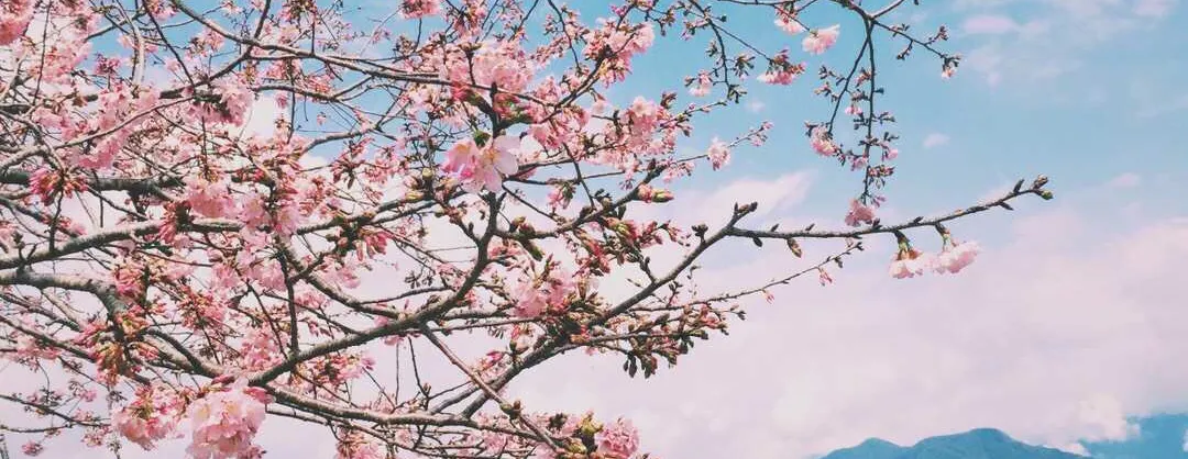 Fioriture Primaverili