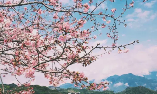 Alishan National Scenic Area