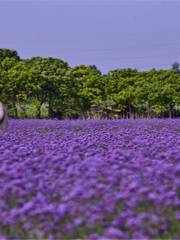 Lavender and Egret Romantic Theme Park