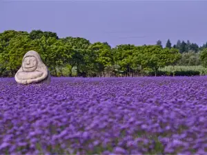 Lavender and Egret Romantic Theme Park