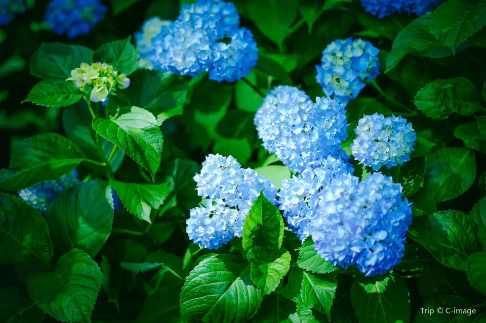 繡球花 | 三室戶寺