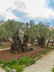 Vườn Gethsemani
