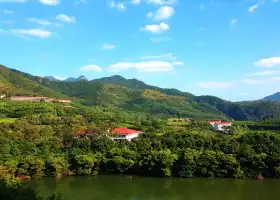 Yannanfei Tea Fields