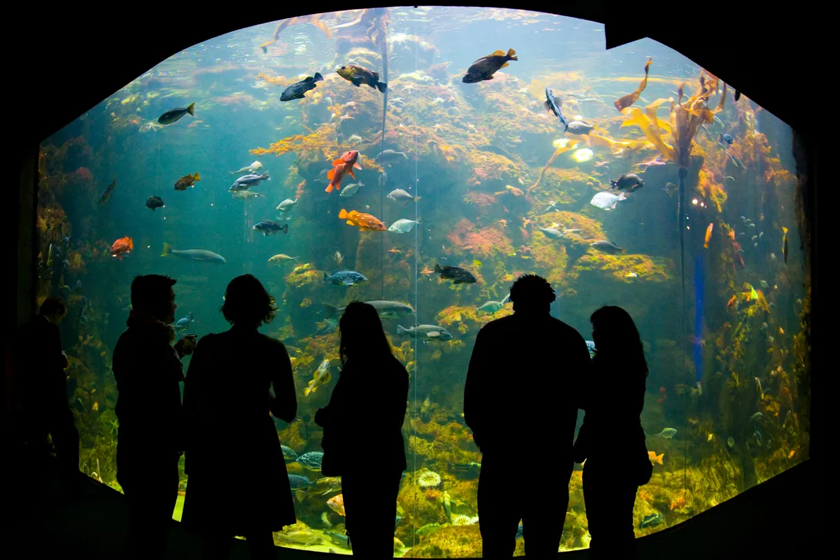 5_California Academy of Sciences