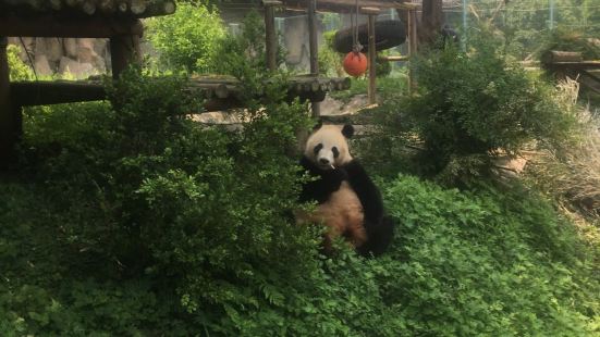 讲真话，非常适合带小朋友去。人少，园区景色不错，而且这里的熊