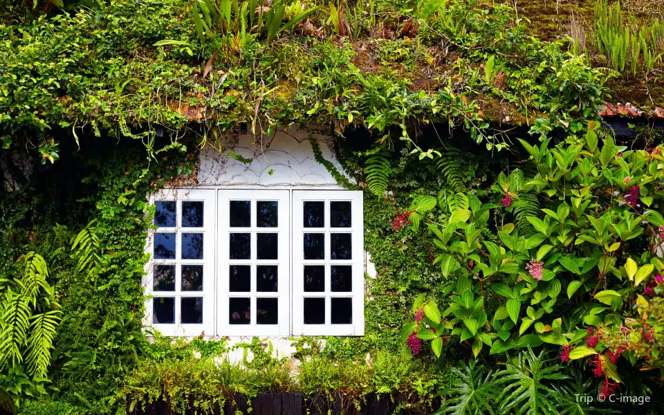 4_Cameron Highlands