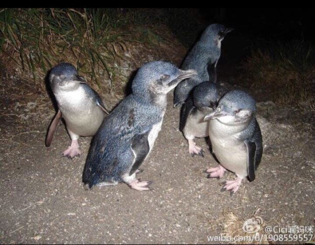 比舍諾