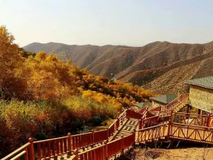 Brich Forest