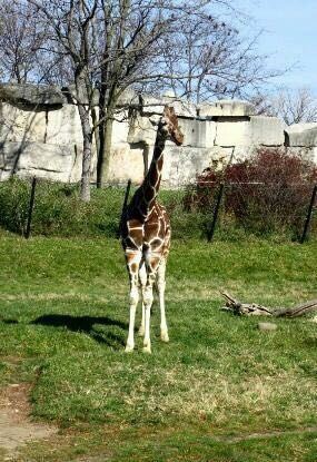 印弟安納波里斯動物園