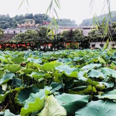 鲜龙井火锅公园(南山店) User Photo