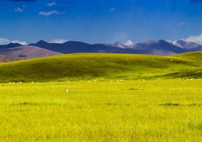 Qilian Grassland