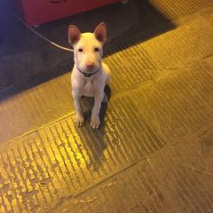 苗伯妈酸汤火锅 User Photo