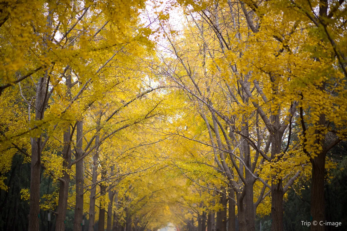 2_地壇公園銀杏大道