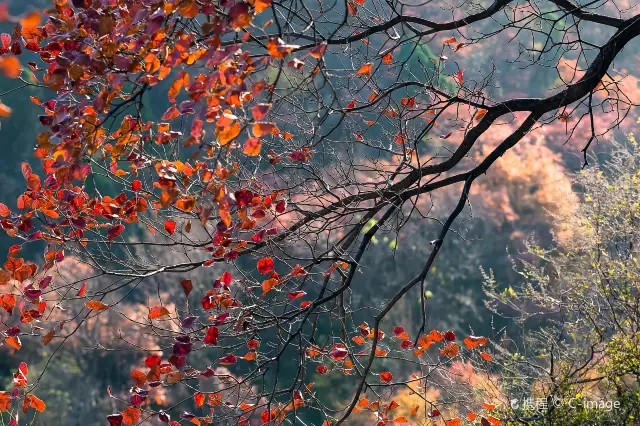 웨이팡 단풍놀이