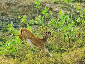 Kumana National Park