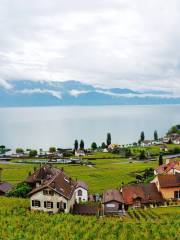 拉沃Lavaux