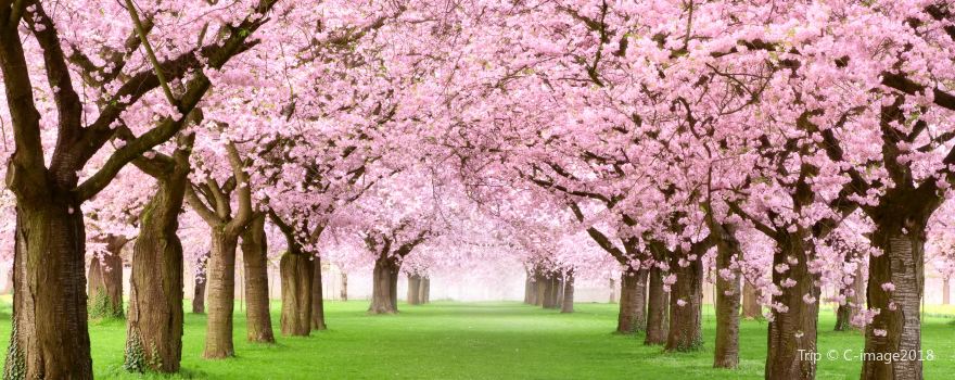 Ornamental Gardens