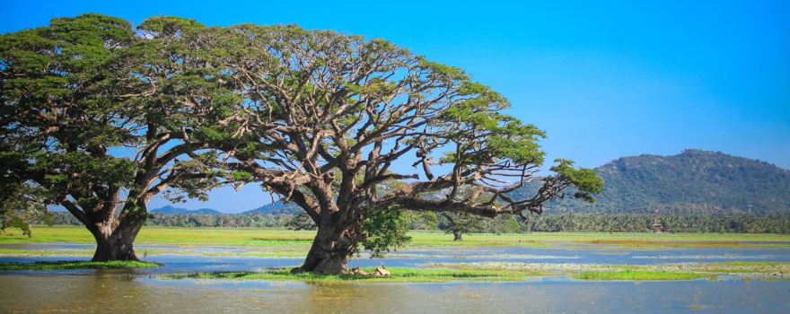 蒂瑟默哈拉默湖