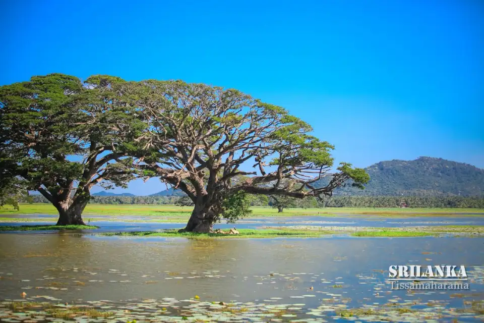 1_Tissa Lake