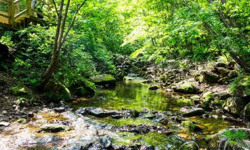 Mossy-Stone Valley