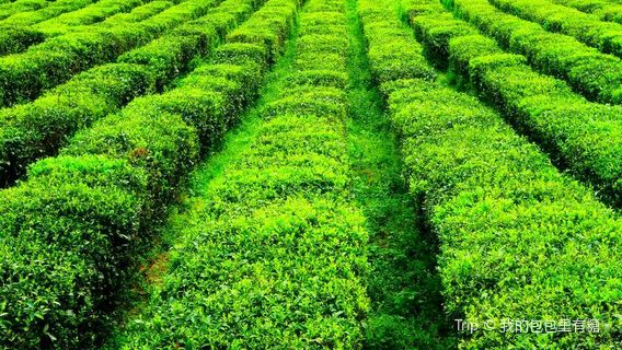 Yigong Tea Plantation